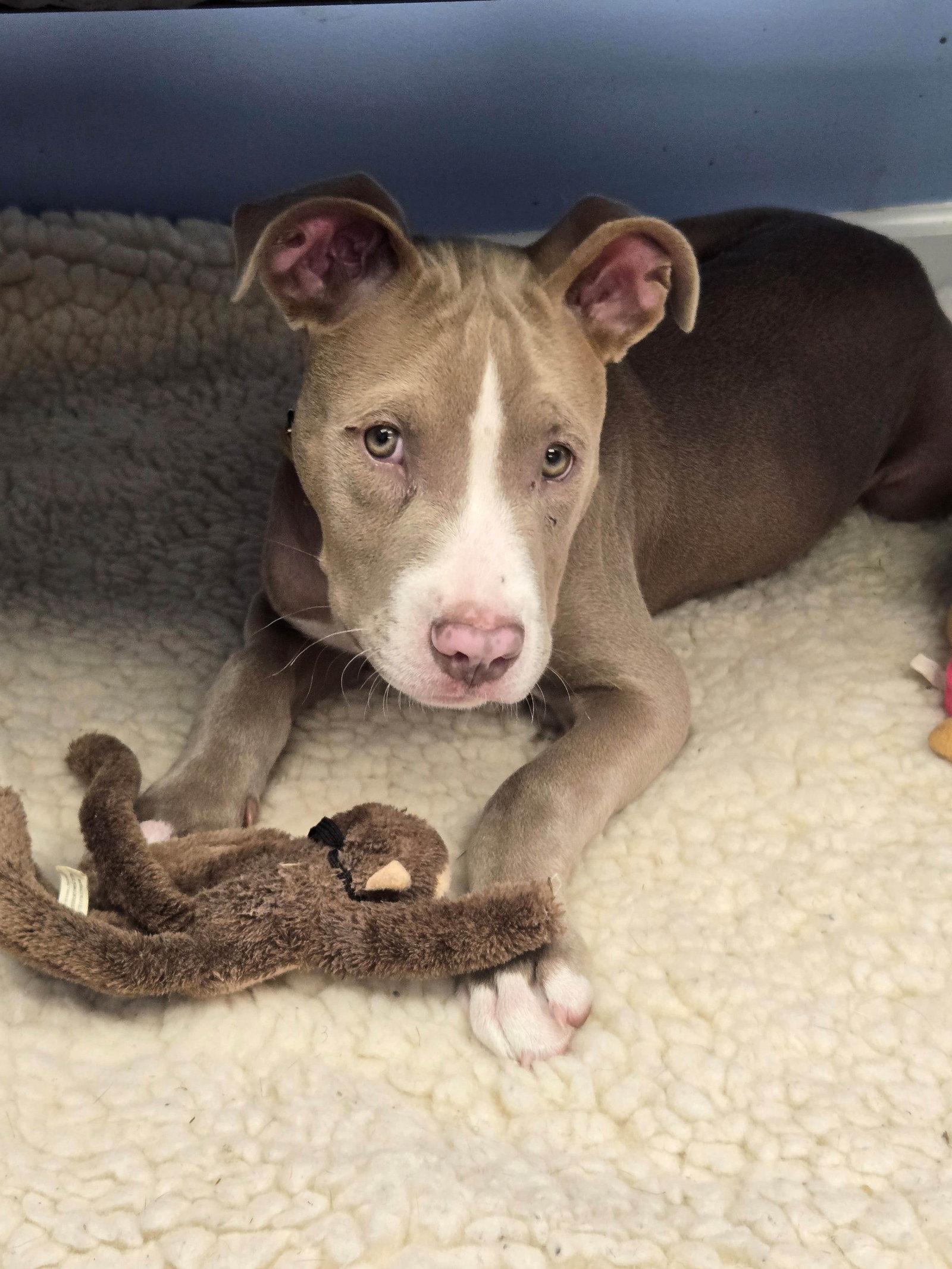 Enlarge Ridge, a Adoptable Pit Bull Terrier in Cliffwood, NJ image 2/3