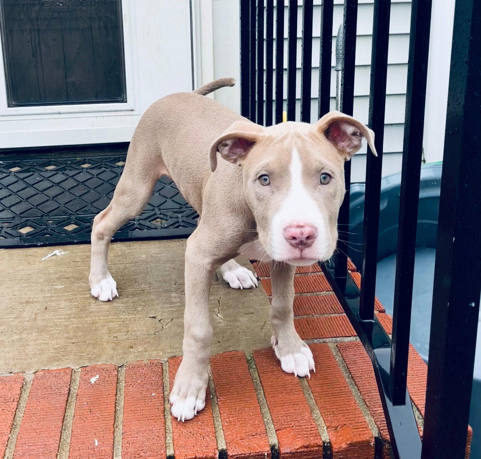 Enlarge Ridge, a Adoptable Pit Bull Terrier in Cliffwood, NJ image 3/3