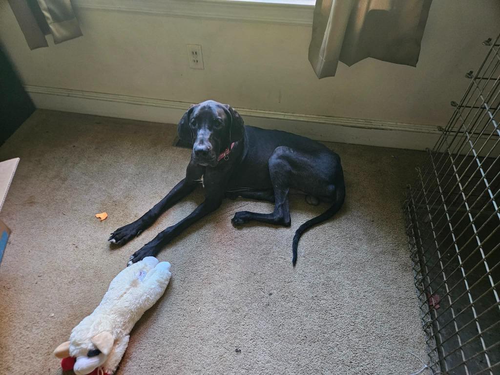 Rocky, ADOPTABLE, Young Male Great Dane.