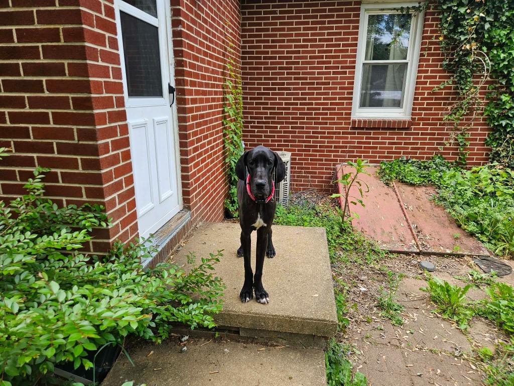 Enlarge Rocky, a ADOPTABLE Great Dane in Elkton, MD image 4/4