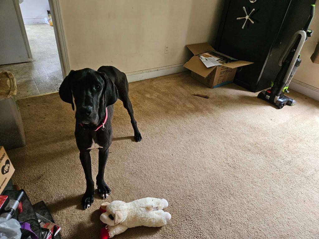 Enlarge Rocky, a ADOPTABLE Great Dane in Elkton, MD image 2/4