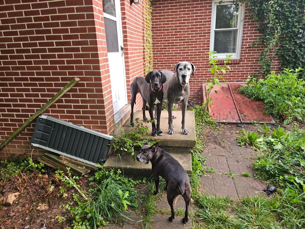 Enlarge Rocky, a ADOPTABLE Great Dane in Elkton, MD image 3/4
