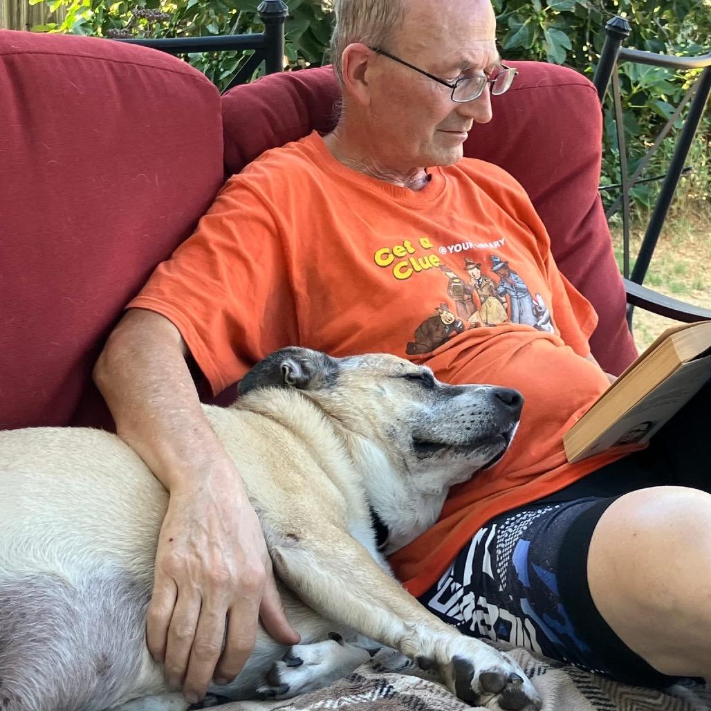 Cerro, Adoptable, Senior Male Labrador Retriever.