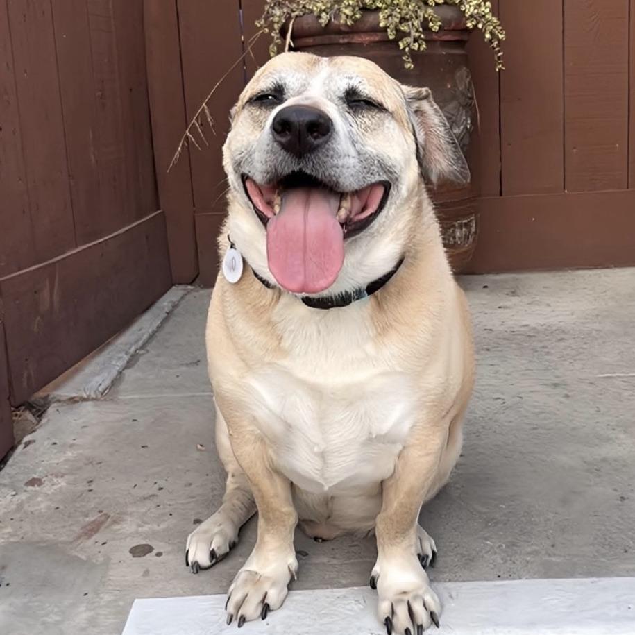 Cerro, a Adoptable Labrador Retriever in Ramona, CA image 4/6