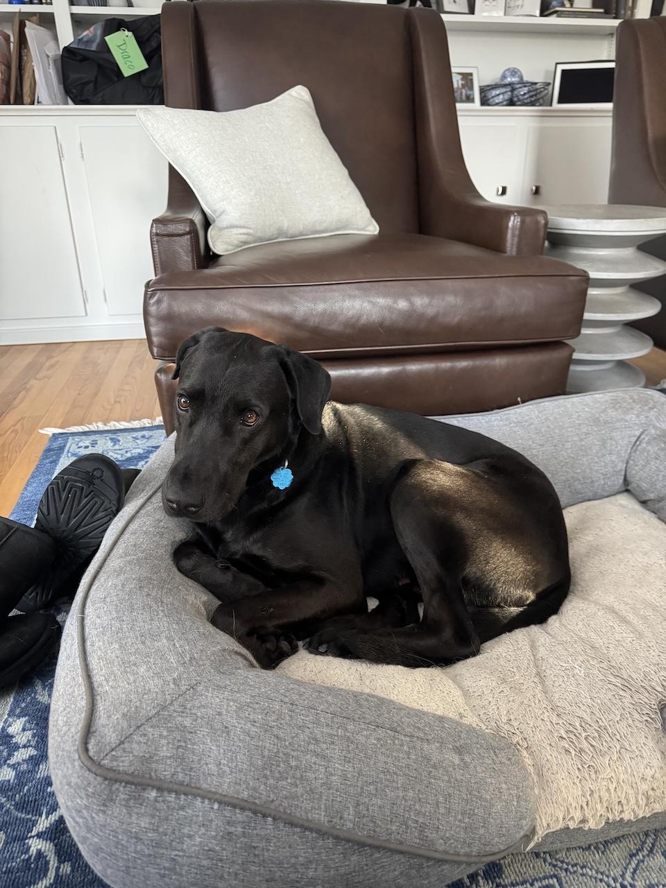 Enlarge Draco #3, a ADOPTABLE mixed breed in Killingworth, CT image 3/5