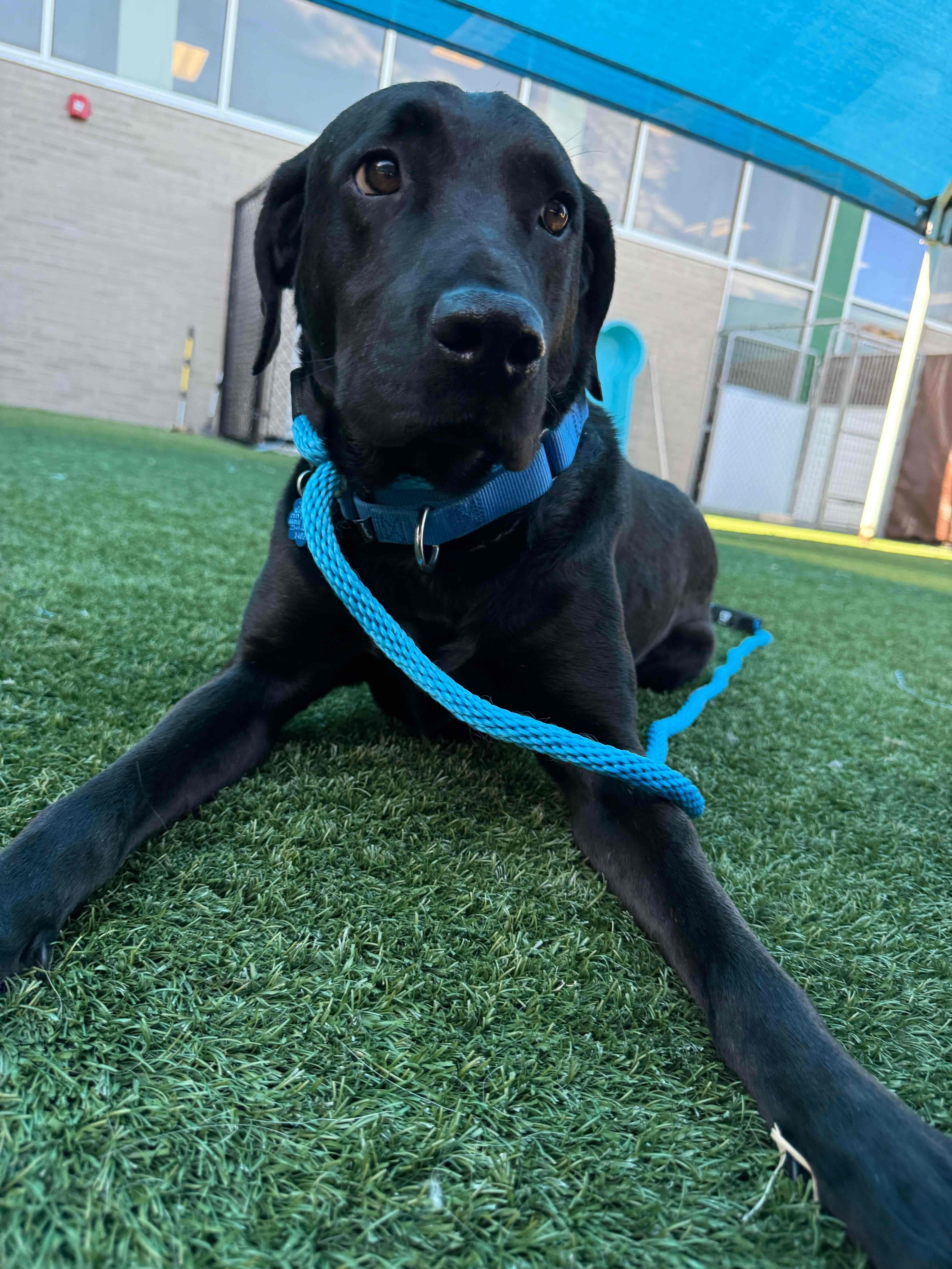 Draco #3, ADOPTABLE, Adult Male Black Labrador Retriever.