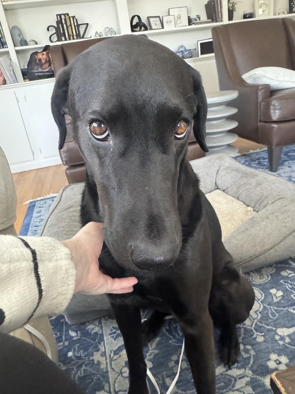 Enlarge Draco #3, a ADOPTABLE mixed breed in Killingworth, CT image 4/5