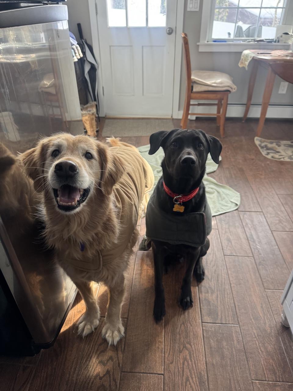 Enlarge Draco #3, a ADOPTABLE mixed breed in Killingworth, CT image 2/5