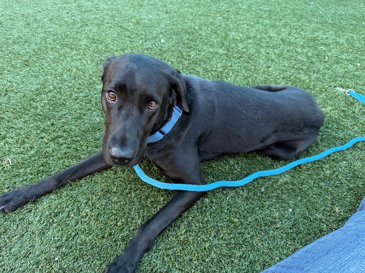 Draco #3, a ADOPTABLE mixed breed in Killingworth, CT image 5/5