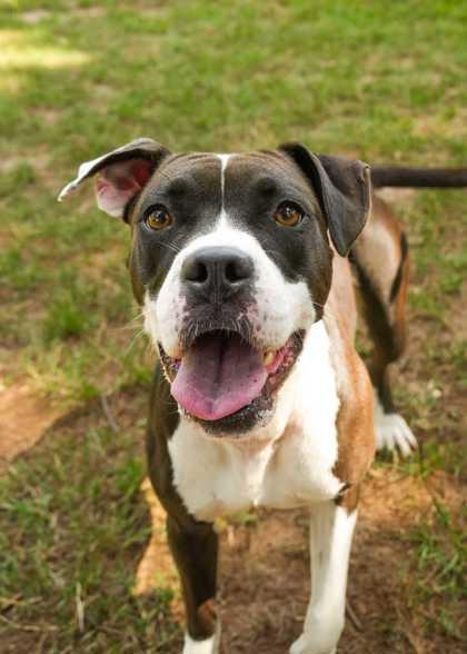 Reyven 64194, Adoptable, Adult Female Boxer & Mixed Breed.