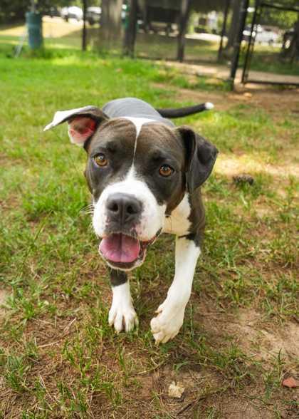 Reyven 64194, a Adoptable mixed breed in Aiken, SC image 2/3