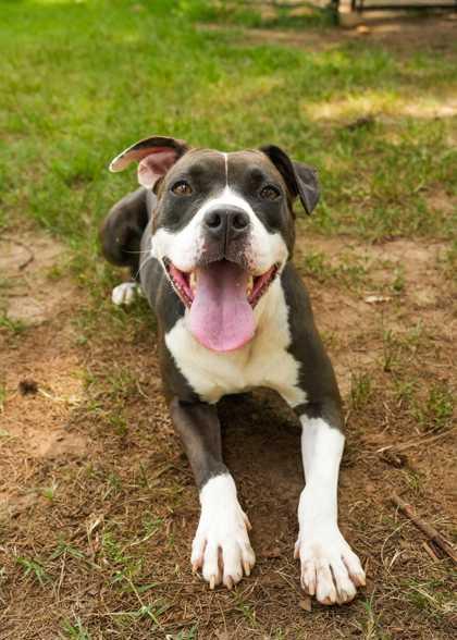 Reyven 64194, a Adoptable mixed breed in Aiken, SC image 3/3