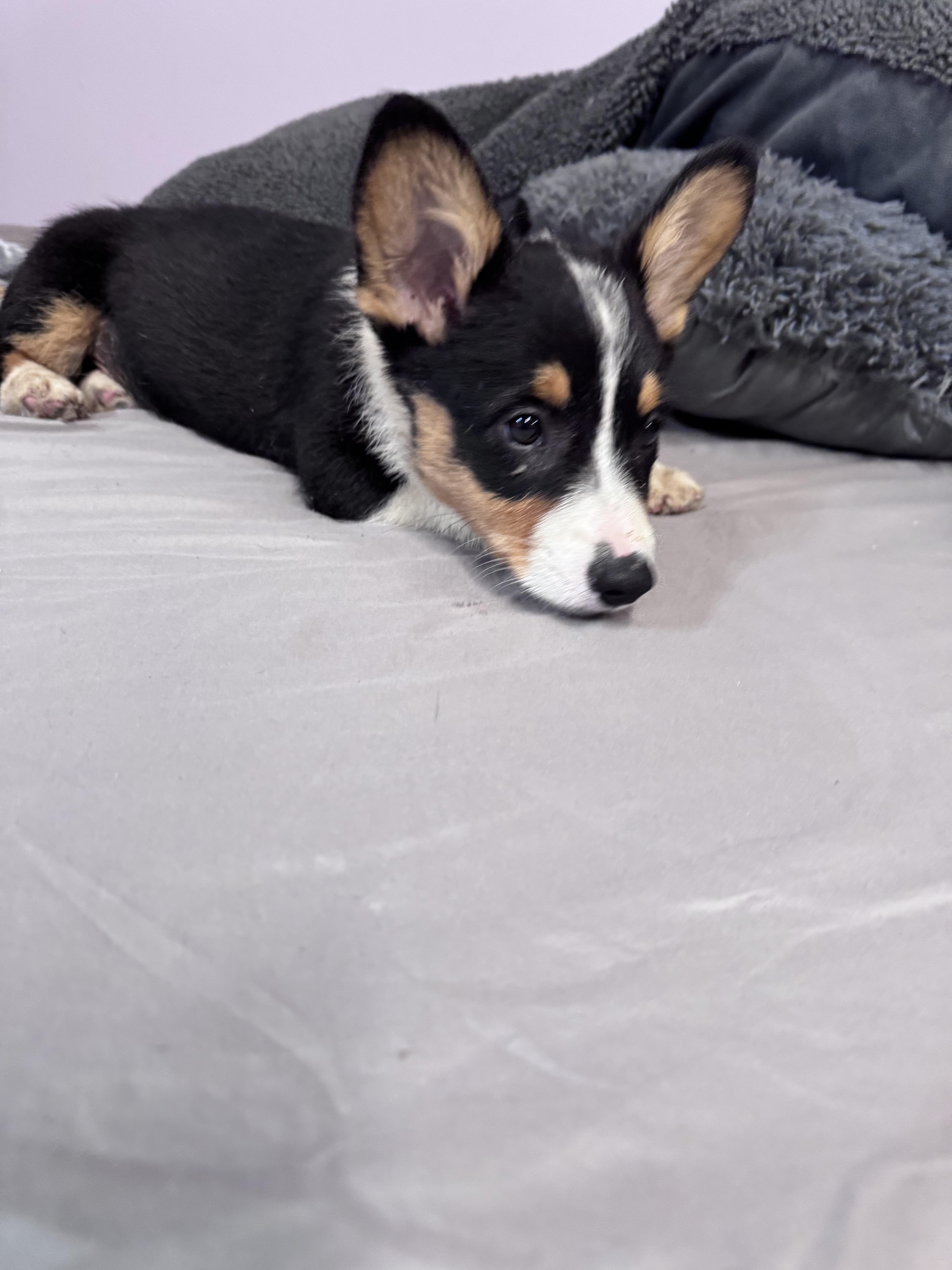 Enlarge Fabio , a ADOPTABLE Corgi in South Amboy, NJ image 4/5