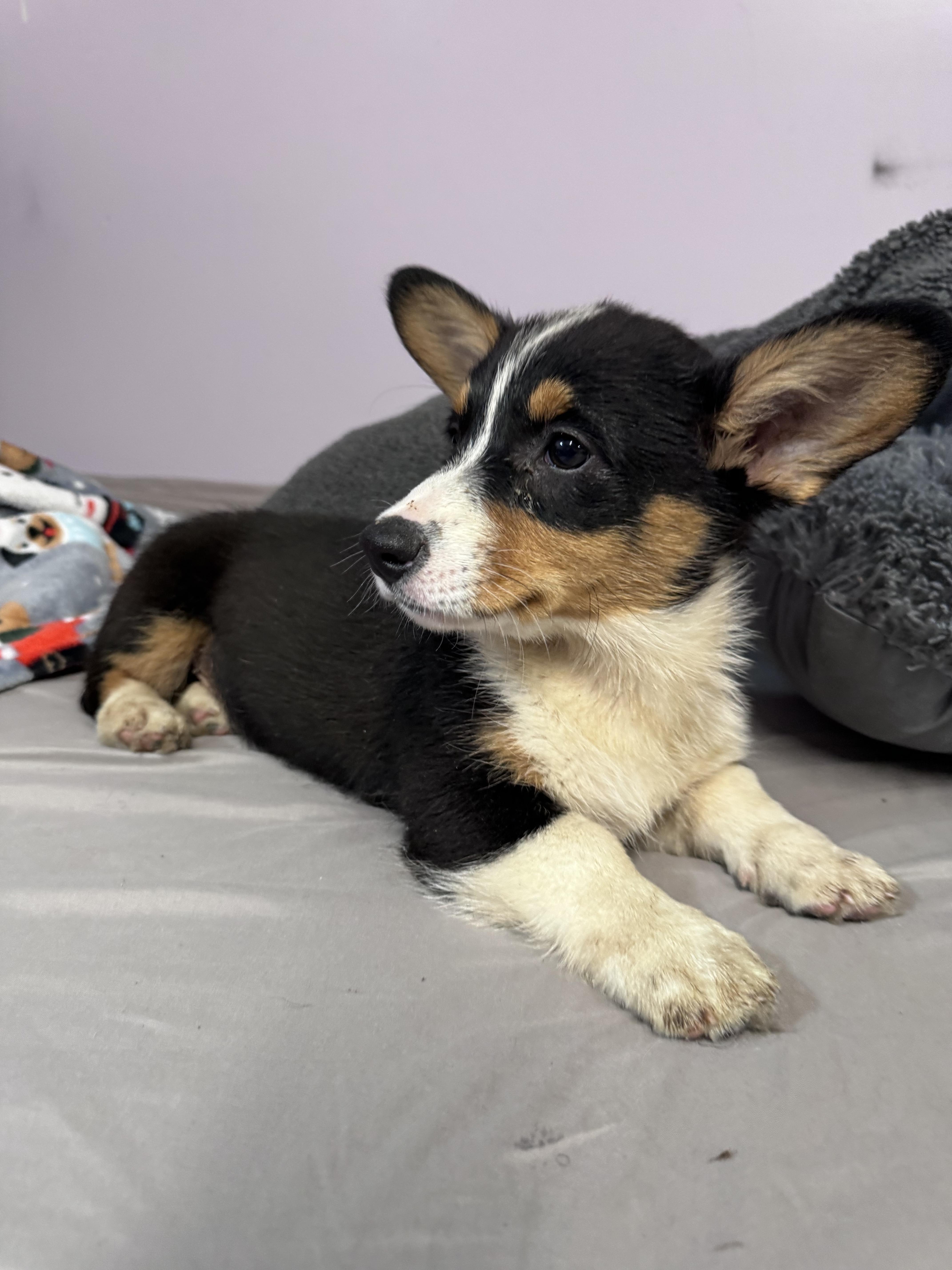 Fabio , ADOPTABLE, Puppy Male Corgi.