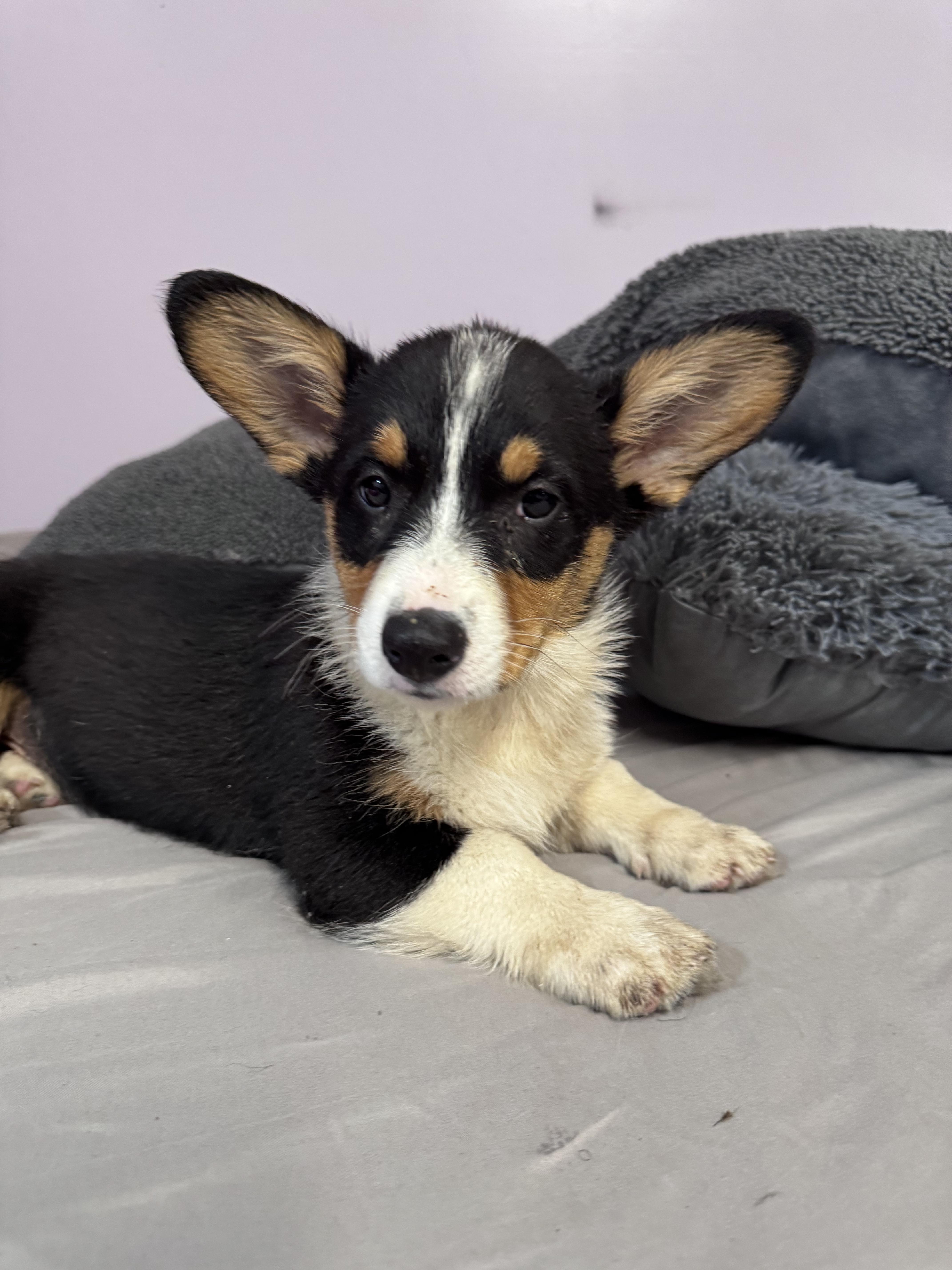Enlarge Fabio , a ADOPTABLE Corgi in South Amboy, NJ image 3/5