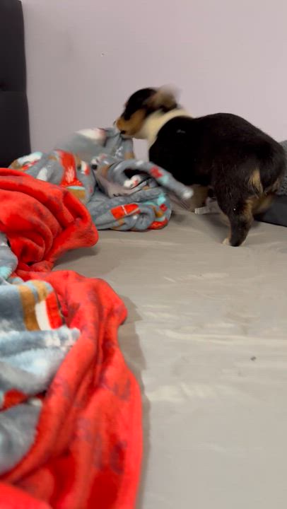 Enlarge Fabio , a ADOPTABLE Corgi in South Amboy, NJ video 2/5