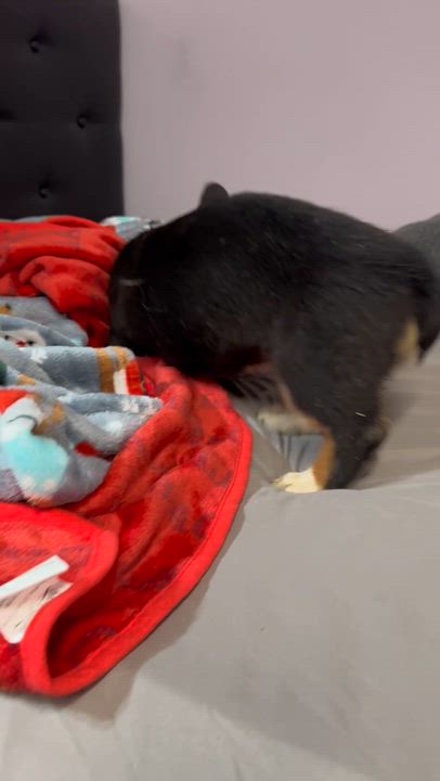 Enlarge Fabio , a ADOPTABLE Corgi in South Amboy, NJ video 5/5