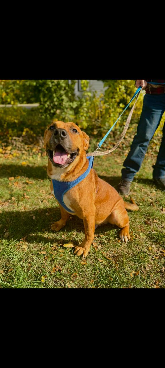 Enlarge Brusier, a ADOPTABLE mixed breed in Lima, OH image 1/1