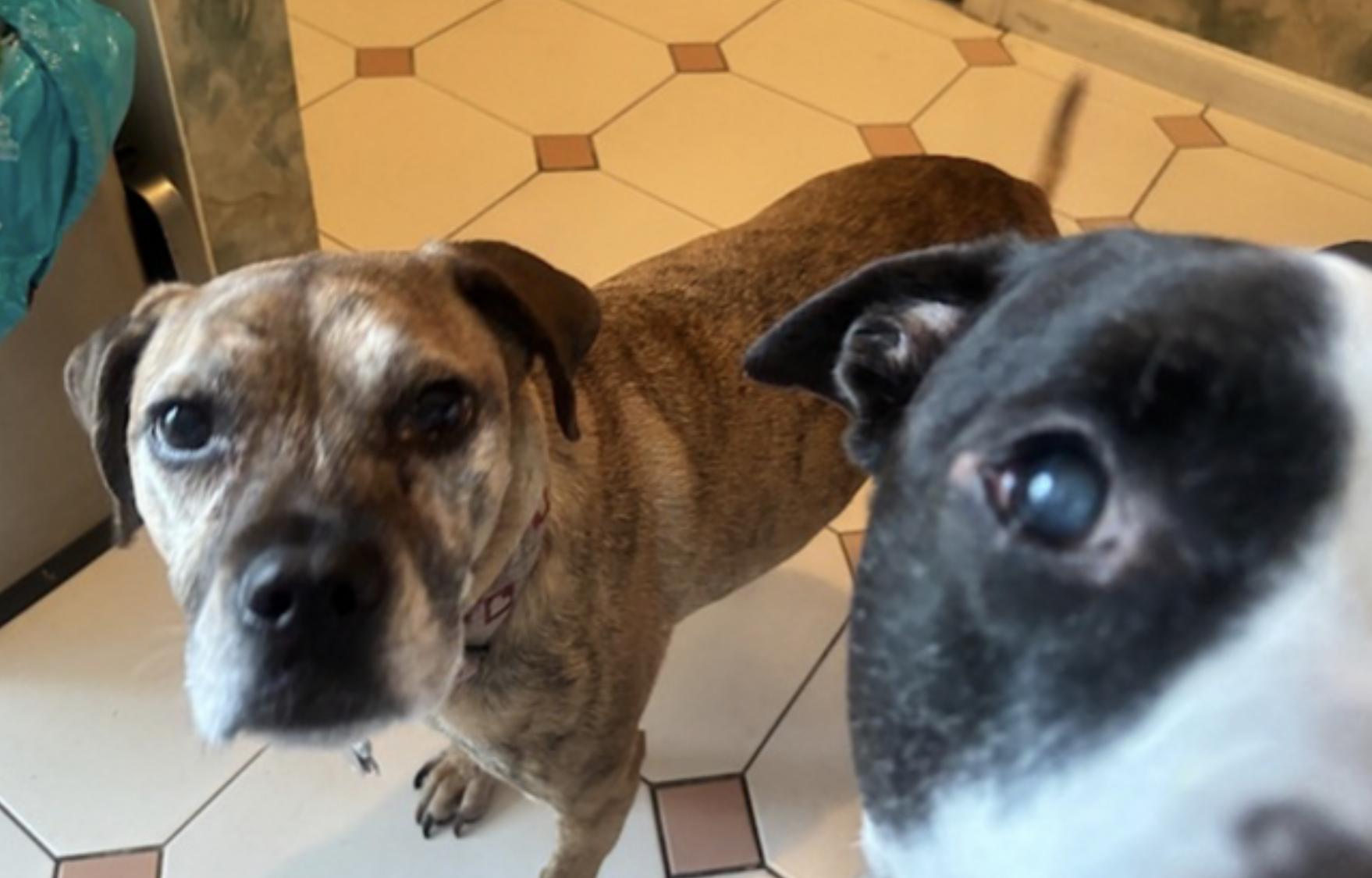 Enlarge Kalle and Maya, a Adoptable mixed breed in Doylestown, PA image 4/6
