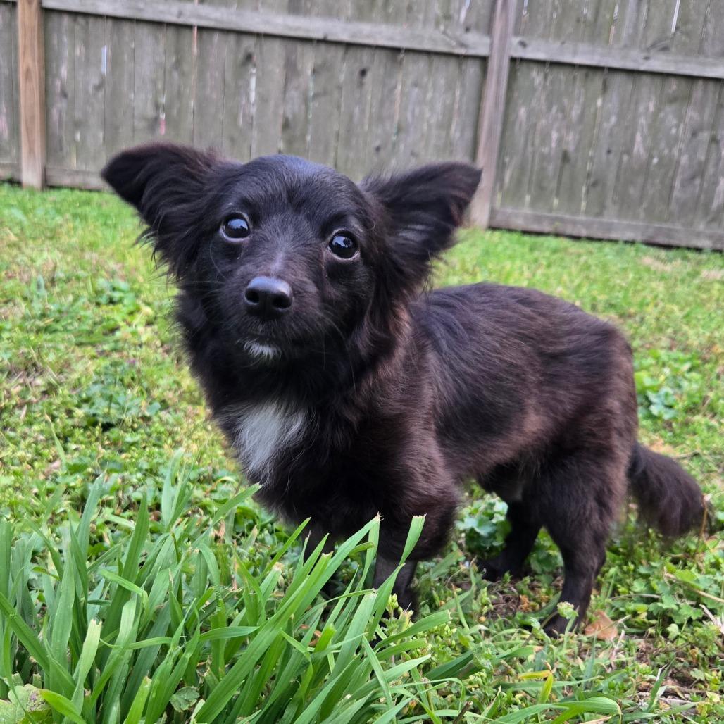 Dahlia, a Adoptable Chihuahua in Katy, TX image 1/6