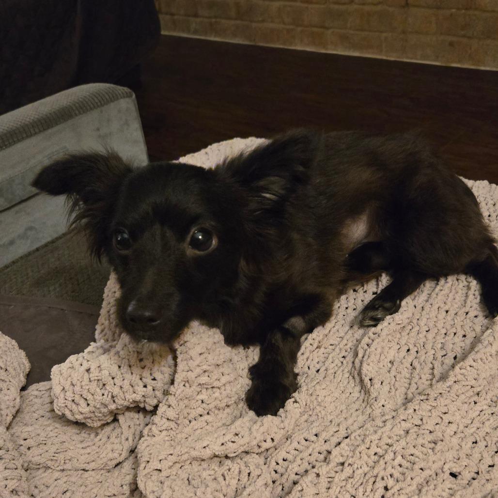 Dahlia, a Adoptable Chihuahua in Katy, TX image 2/6