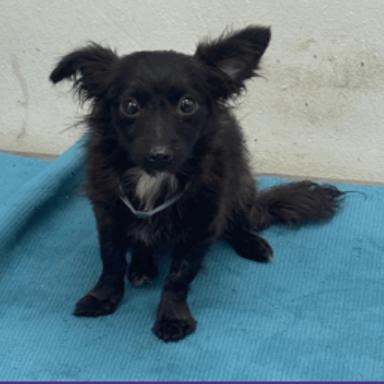 Dahlia, a Adoptable Chihuahua in Katy, TX image 3/6