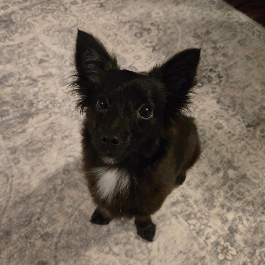 Dahlia, a Adoptable Chihuahua in Katy, TX image 4/6