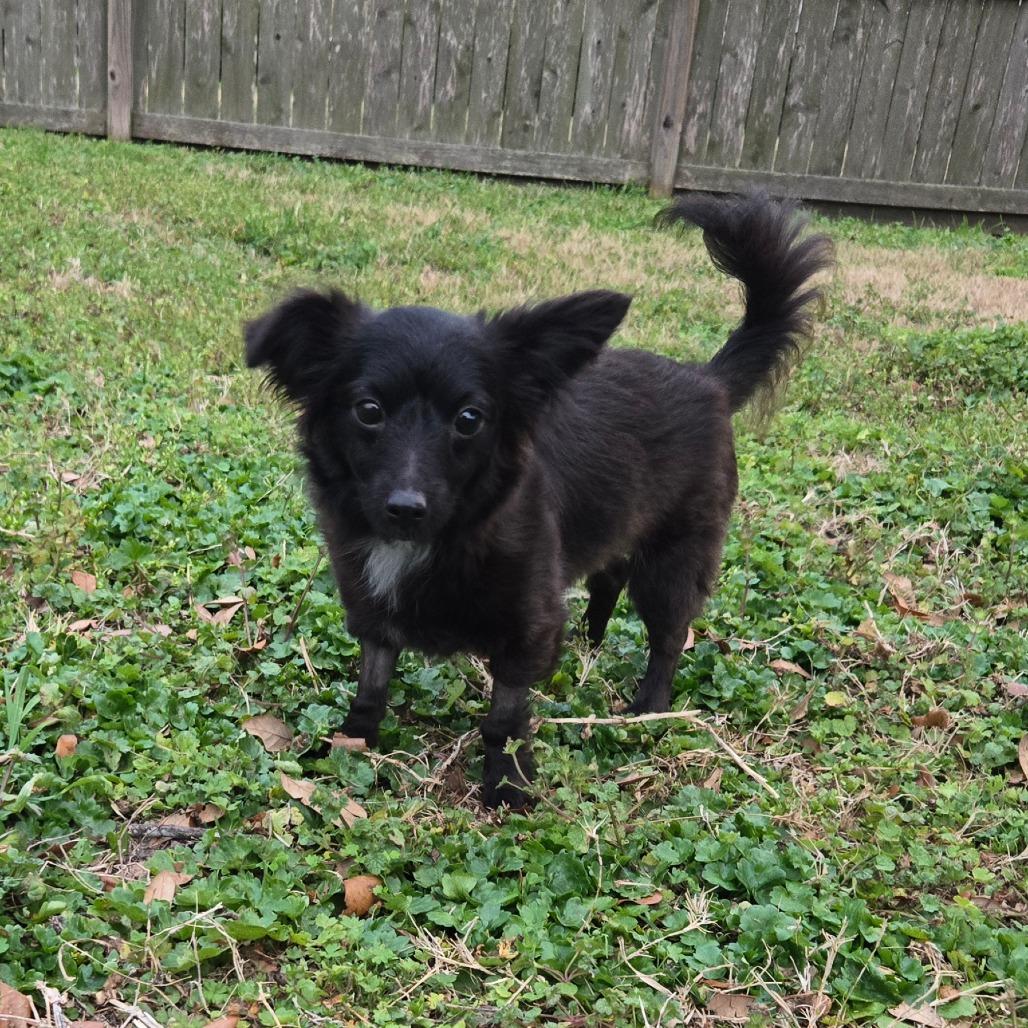 Dahlia, a Adoptable Chihuahua in Katy, TX image 5/6