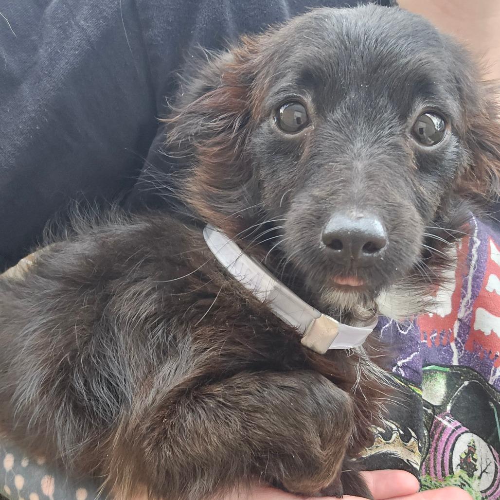 Dahlia, a Adoptable Chihuahua in Katy, TX image 6/6