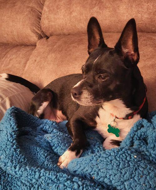Mimi, Adopted, Adult Female Boston Terrier.