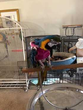 Sassy - B&G, Adopted, Adult Female Macaw.