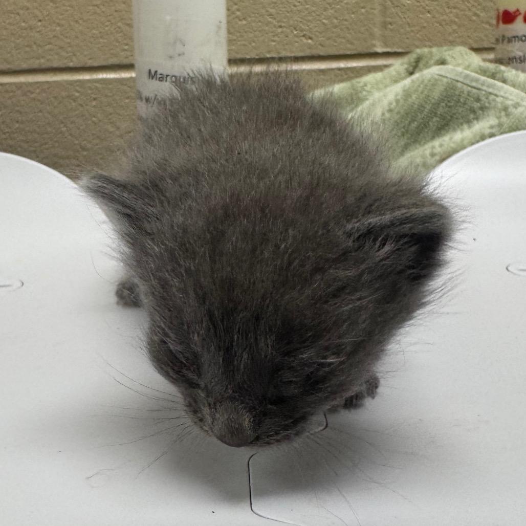 Brooke, Adoptable, Kitten Female Domestic Short Hair.