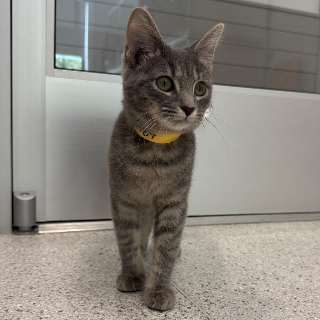 Brooke, a Adoptable Domestic Short Hair in Winston Salem, NC image 2/4