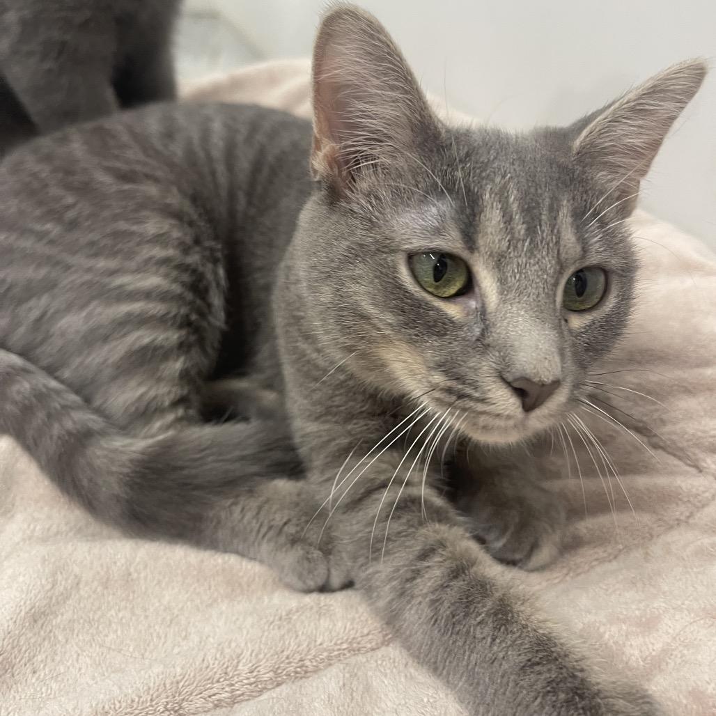 Enlarge Brooke, a Adoptable Domestic Short Hair in Winston Salem, NC image 3/6