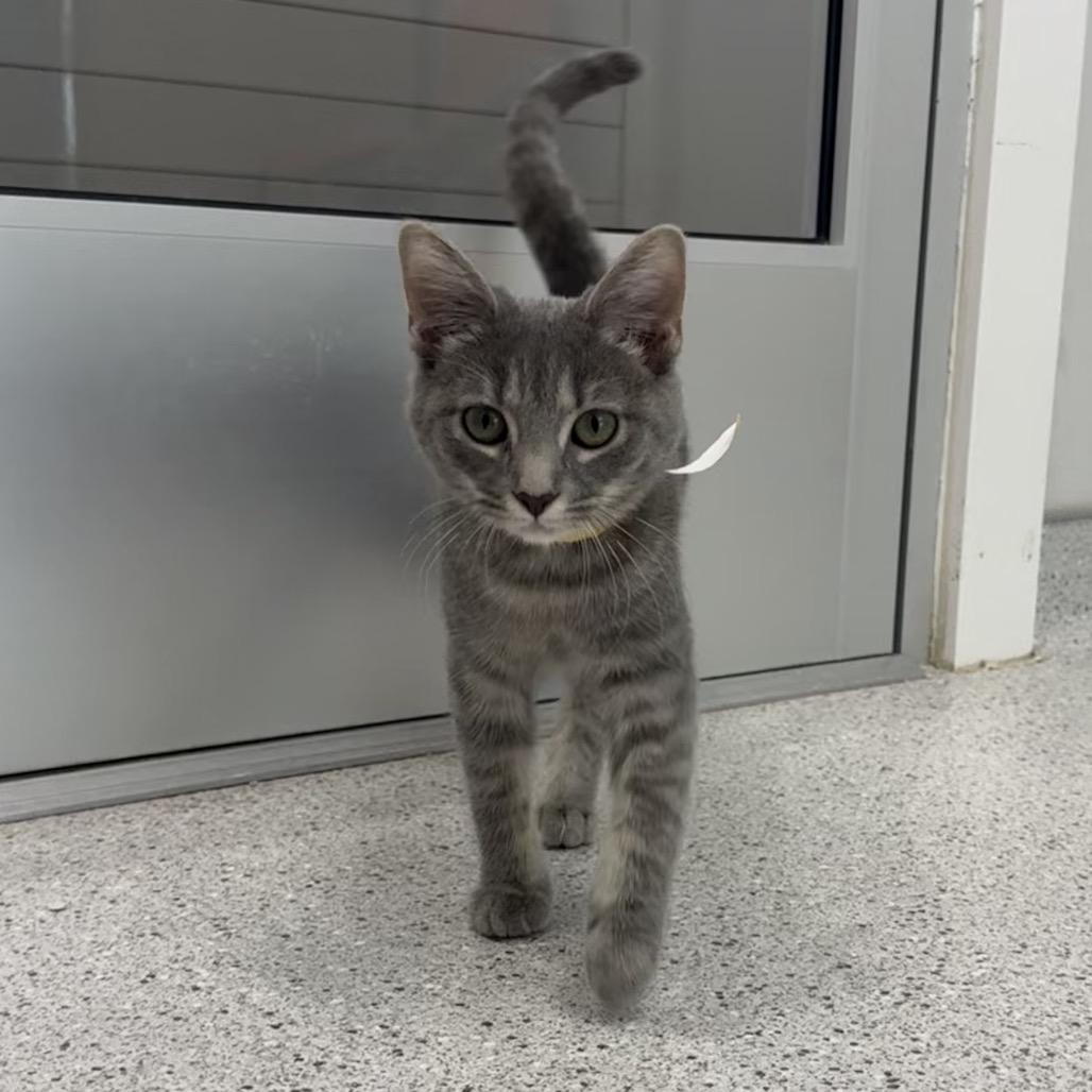 Brooke, a Adoptable Domestic Short Hair in Winston Salem, NC image 3/4