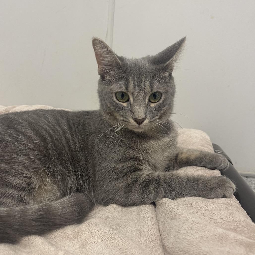 Enlarge Brooke, a Adoptable Domestic Short Hair in Winston Salem, NC image 5/6