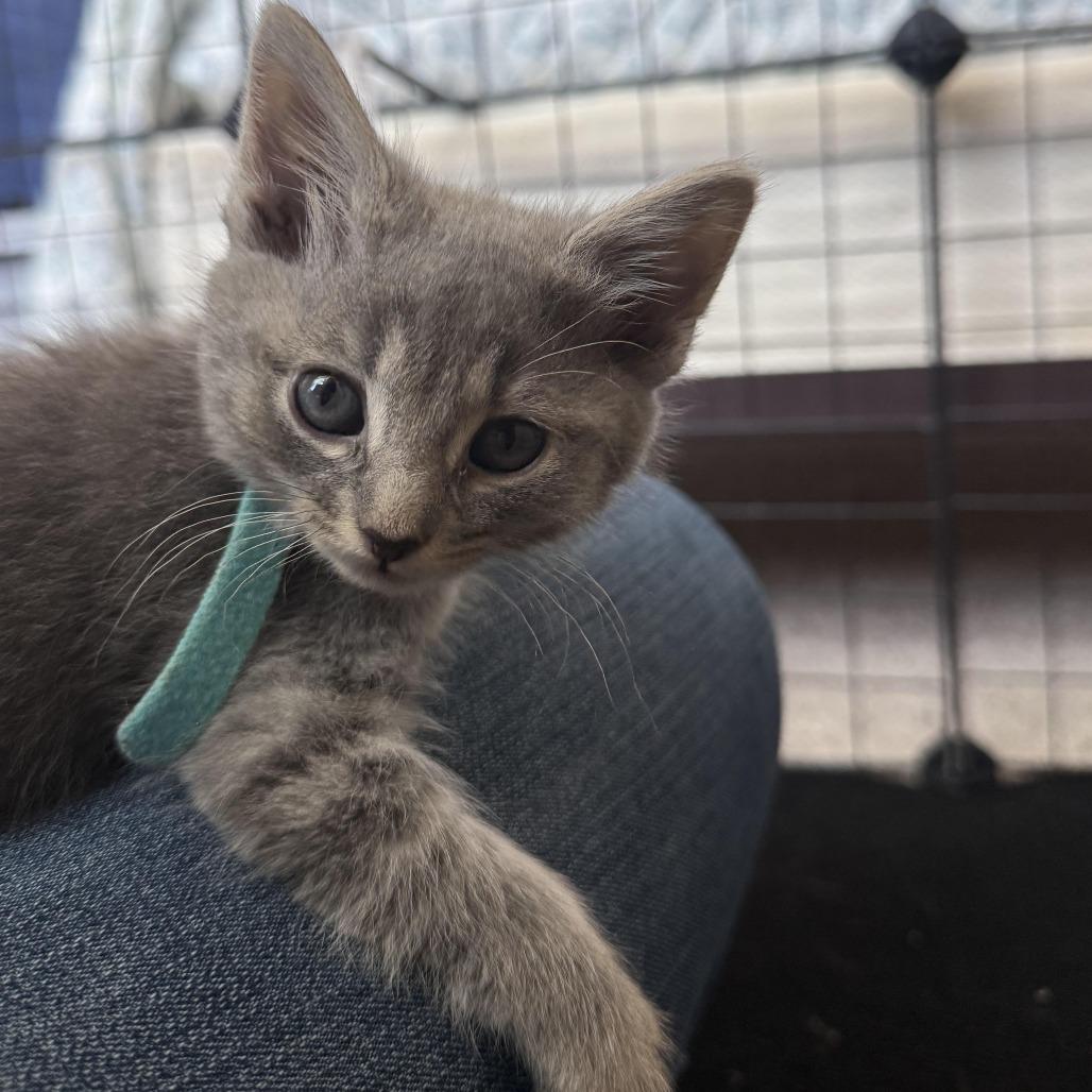 Brooke, Adoptable, Young Female Domestic Short Hair.