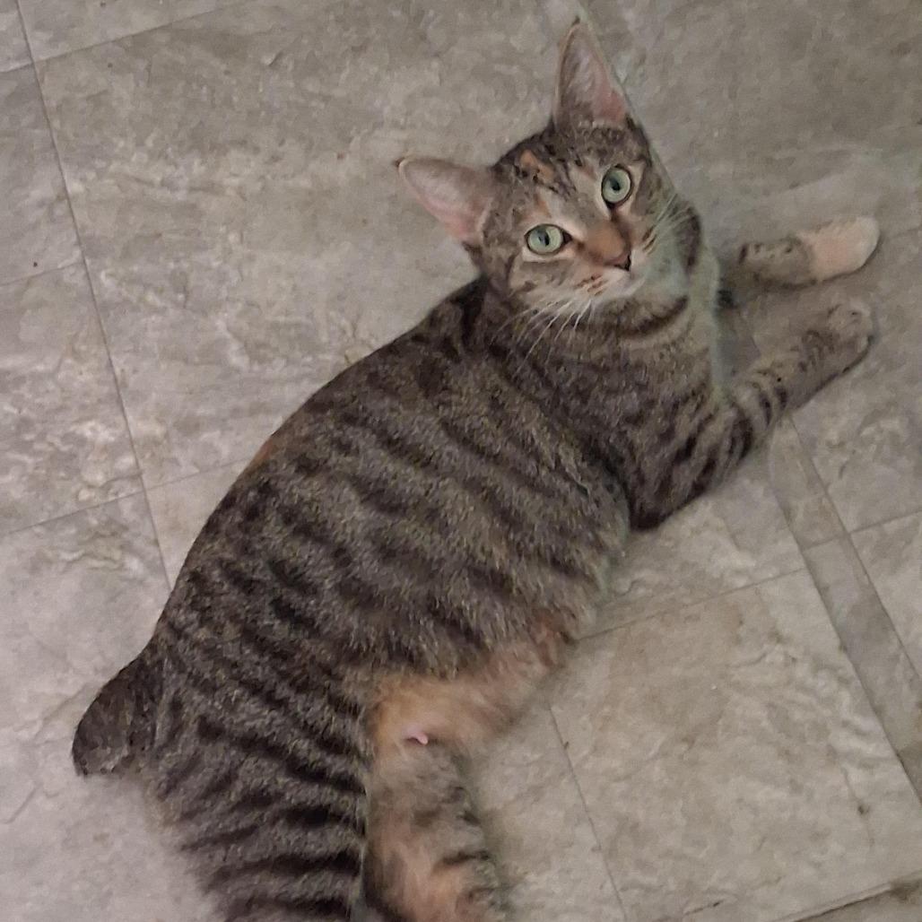Nadia, ADOPTABLE, Young • Female, Domestic Short Hair & American Bobtail.