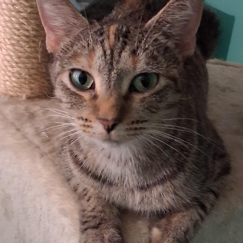 Enlarge Nadia, a Adoptable mixed breed in La Grange, KY image 3/3