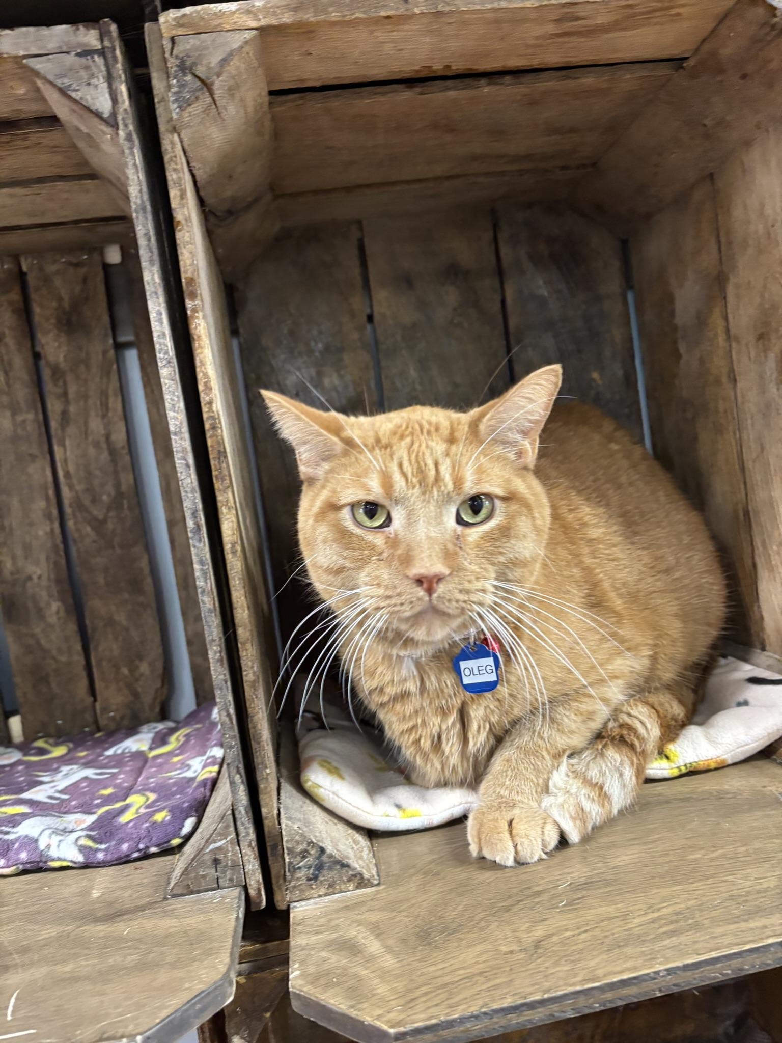Enlarge Oleg, an adopted Domestic Short Hair in Grand Rapids, MI image 1/3