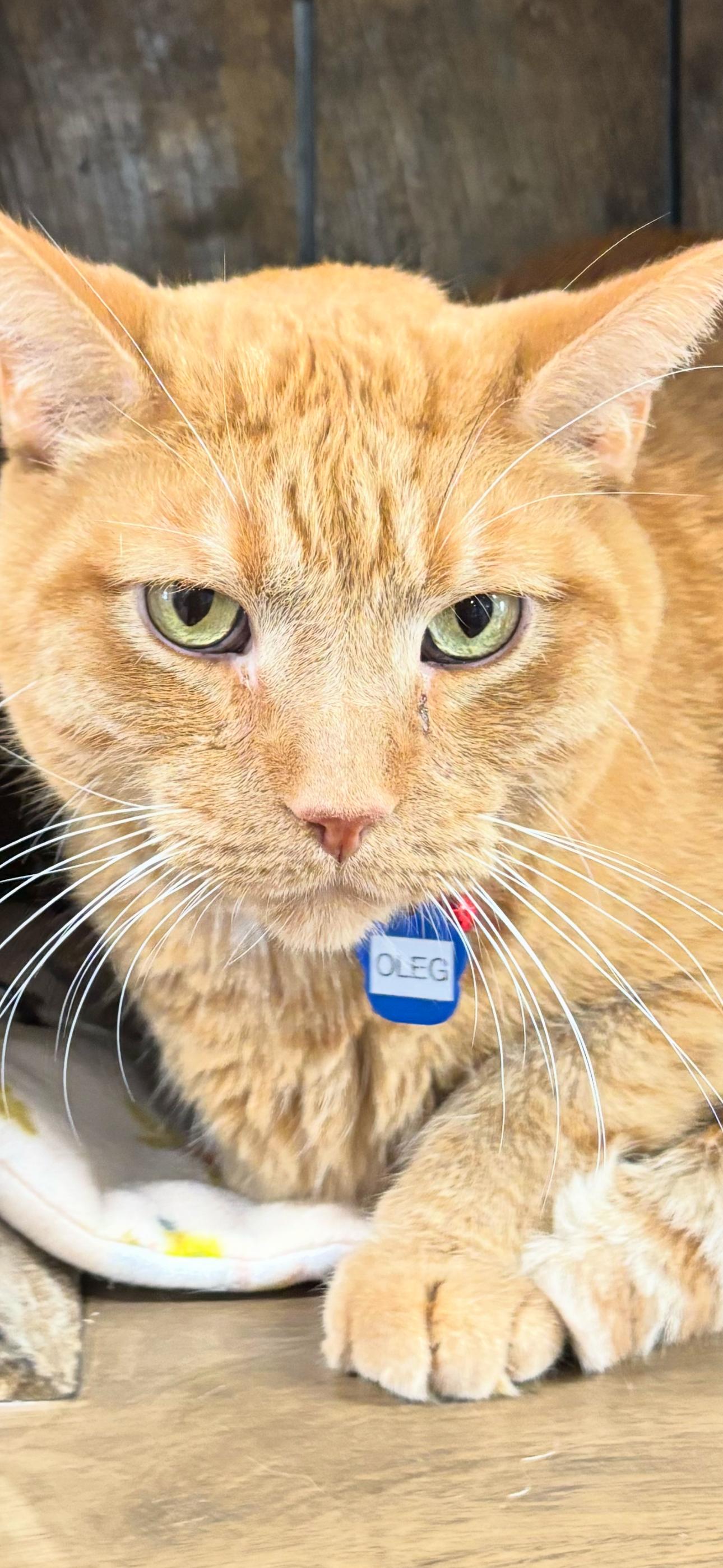 Enlarge Oleg, an adopted Domestic Short Hair in Grand Rapids, MI image 2/3