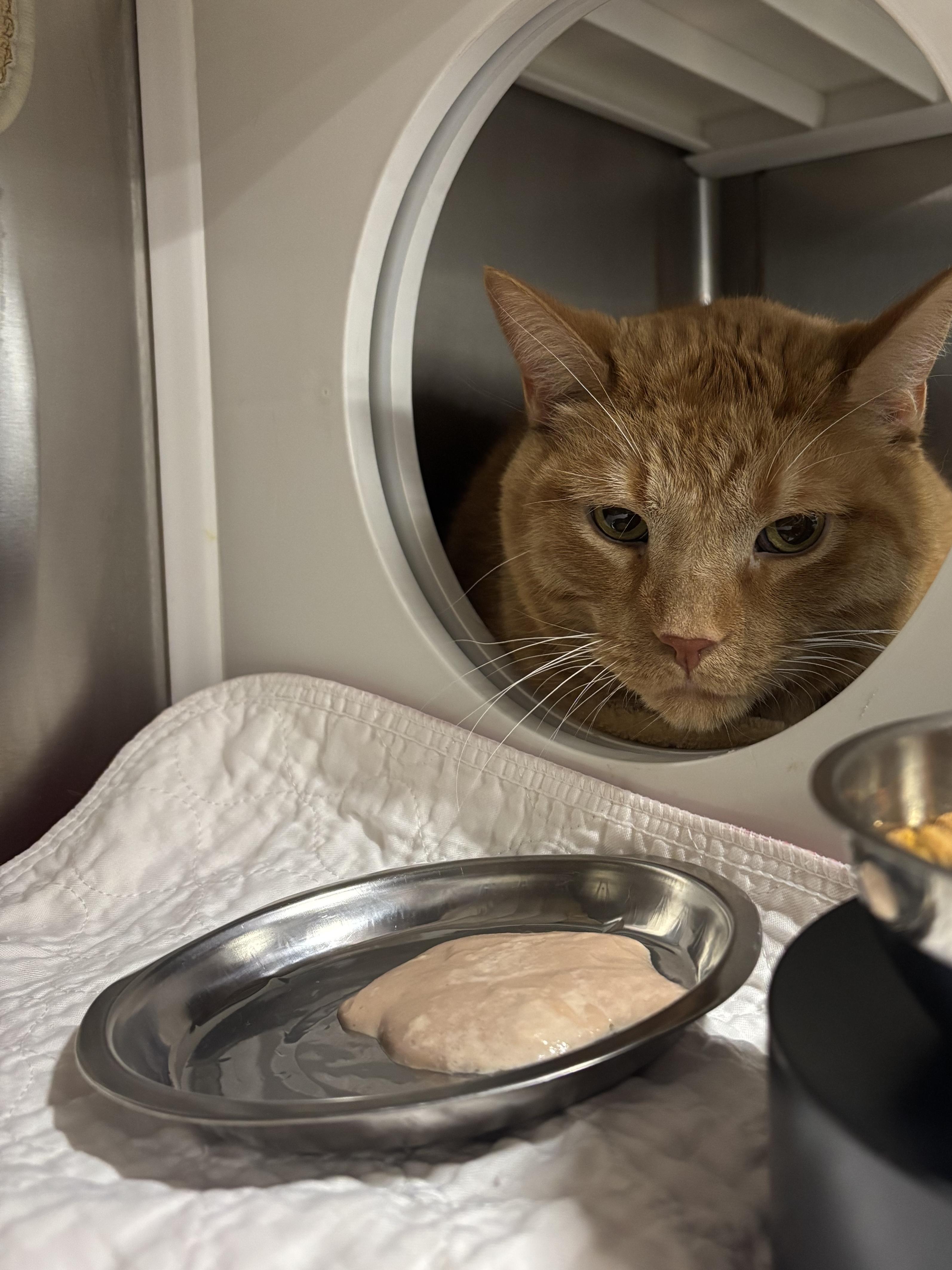 Enlarge Oleg, an adopted Domestic Short Hair in Grand Rapids, MI image 3/3