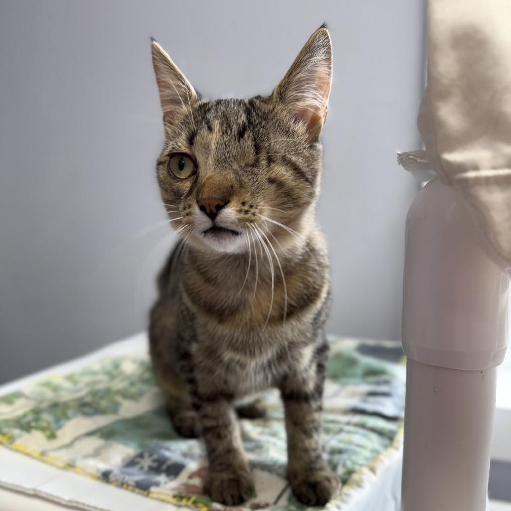 Enlarge Sweetie, a Adoptable Domestic Short Hair in Archbold , OH image 1/1
