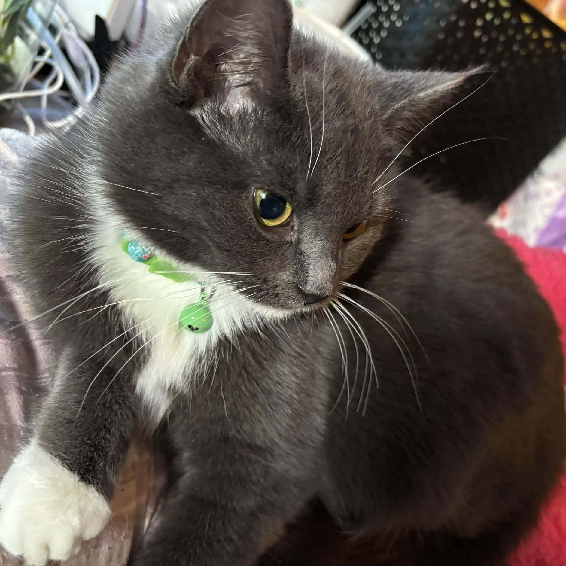 Enlarge Mara, a ADOPTABLE Domestic Long Hair in Westland, MI image 3/3