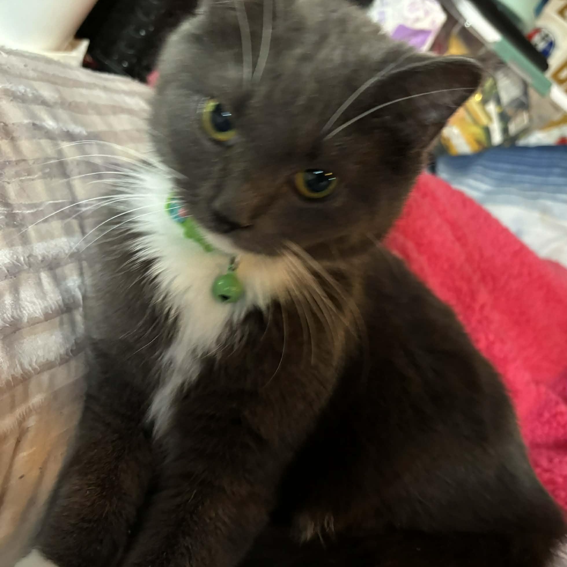 Enlarge Mara, a ADOPTABLE Domestic Long Hair in Westland, MI image 1/3