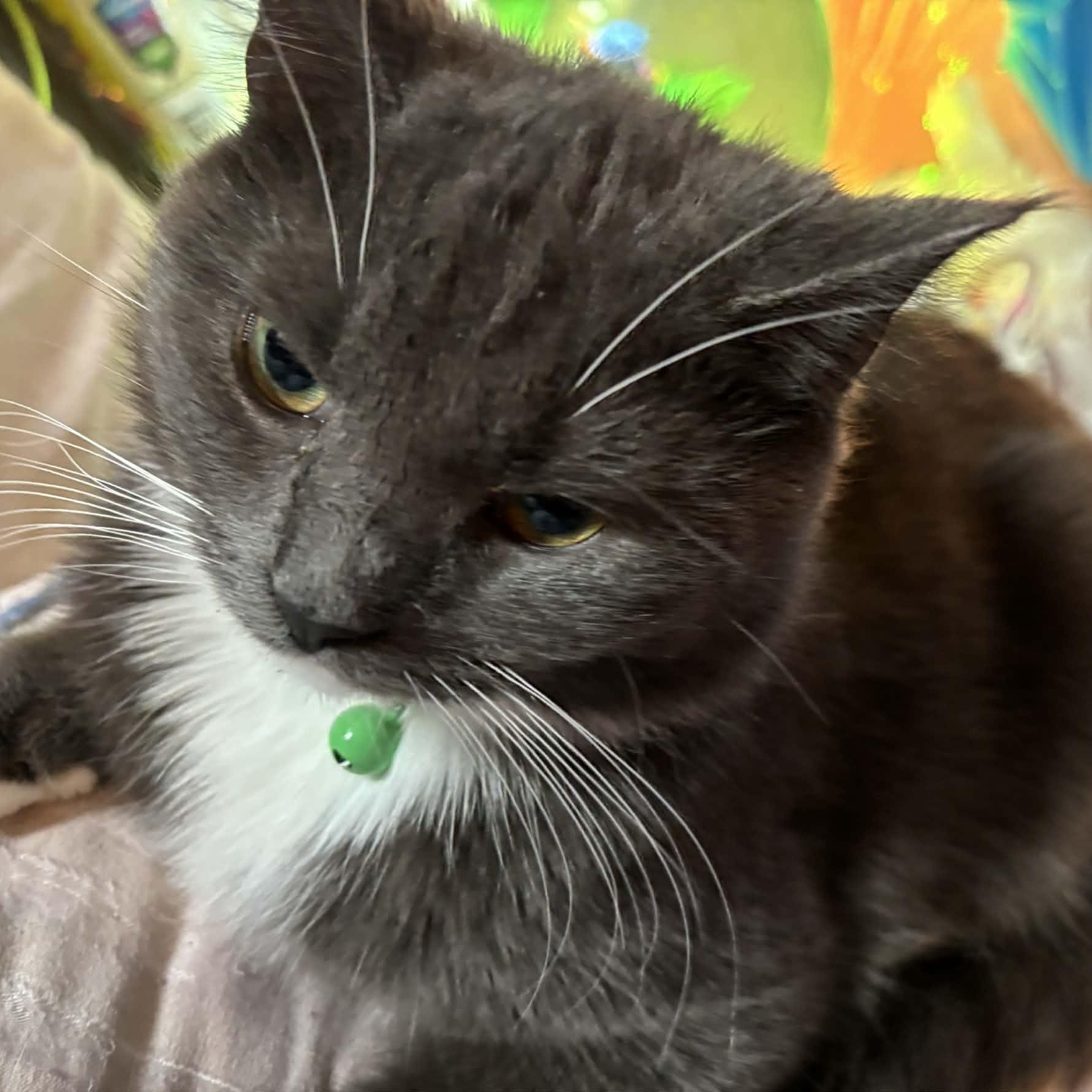 Enlarge Mara, a ADOPTABLE Domestic Long Hair in Westland, MI image 2/3