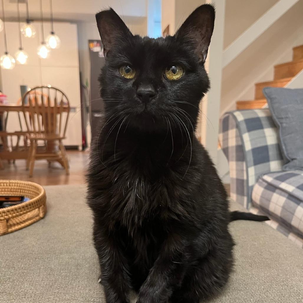 Pico De Gallo, Adoptable, Senior Male Domestic Short Hair.