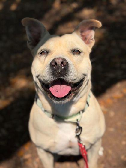 Solace - 2, Adoptable, Adult Female Mixed Breed & Mixed Breed.