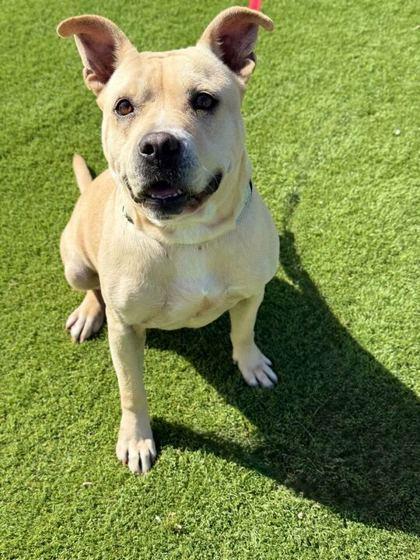 Enlarge Solace - 2, a Adoptable mixed breed in Daytona Beach, FL image 1/1