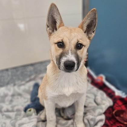 Enlarge Kai, a ADOPTABLE Shepherd in Santa Cruz, CA image 1/5